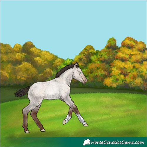 Horse Color:Sable Champagne Roan Dun Rabicano 