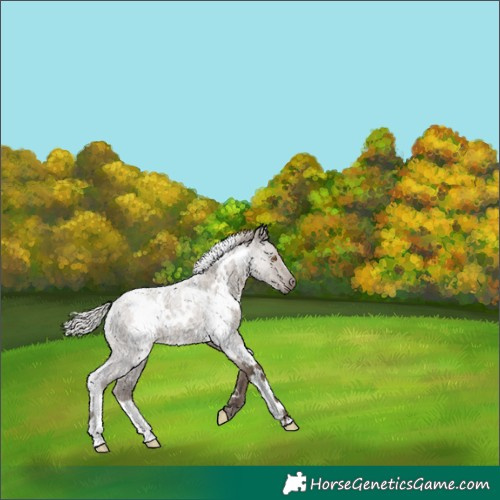 Horse Color:White Spotted Silver Grullo Roan 