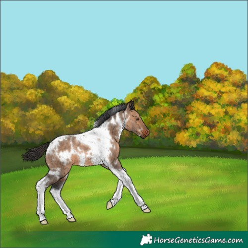 Horse Color:White Spotted Brown Dun Tobiano 