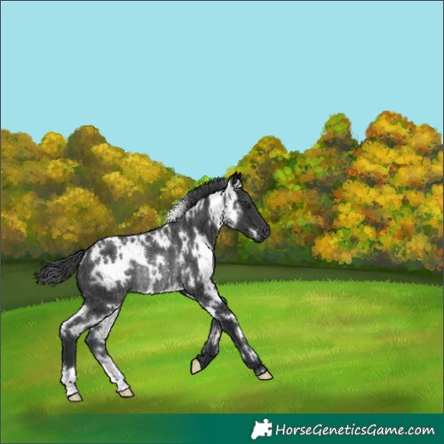 Horse Color:White Spotted Black Rabicano 