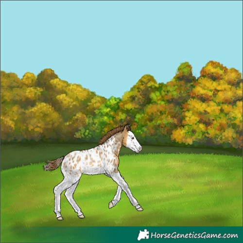 Horse Color:Buckskin Dun Splash Near Leopard Rabicano 