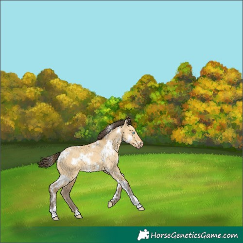 Horse Color:White Spotted Sable Cream Champagne Dun 