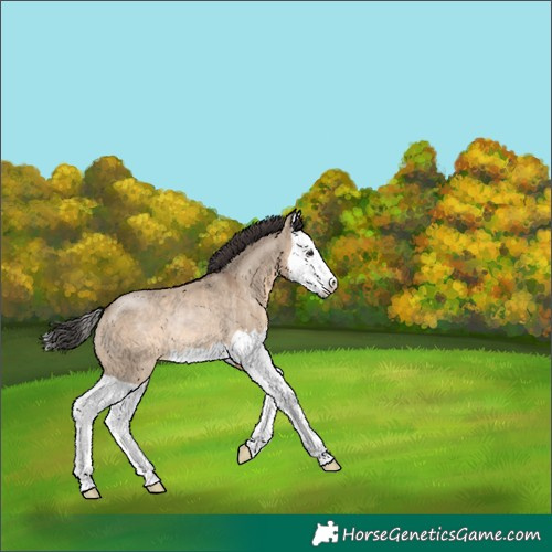 Horse Color:Brown Dun Splash Rabicano 