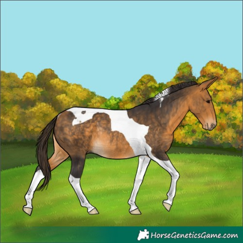 Horse Color:Buckskin Tobiano Rabicano 