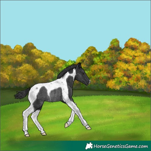Horse Color:Black Tobiano Rabicano 