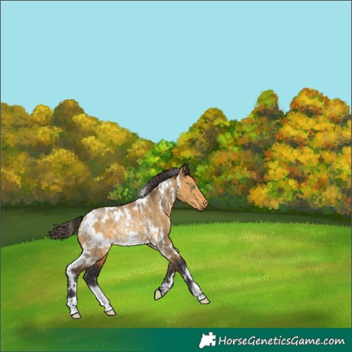 Horse Color:White Spotted Buckskin Dun Rabicano 