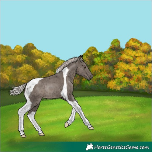 Horse Color:Silver Black Tobiano Rabicano 