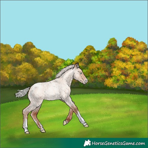 Horse Color:Silver Classic Champagne Roan Dun Sabino Rabicano 
