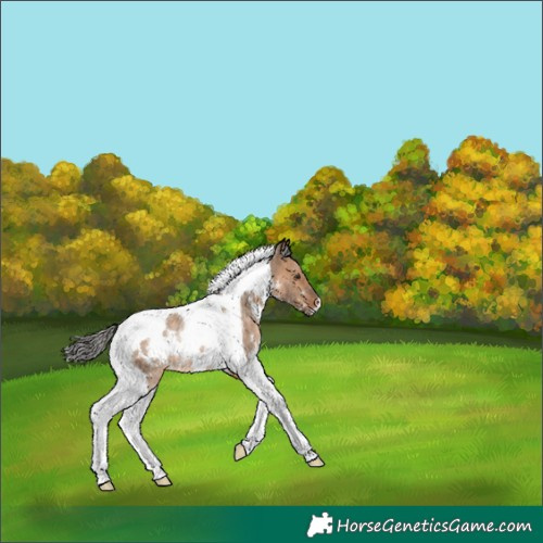 Horse Color:White Spotted Brown Dun Tobiano Rabicano 
