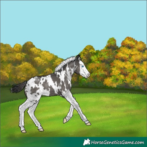 Horse Color:White Spotted Black Splash 