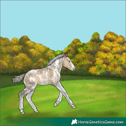 Horse Color:White Spotted Silver Buckskin Dun 