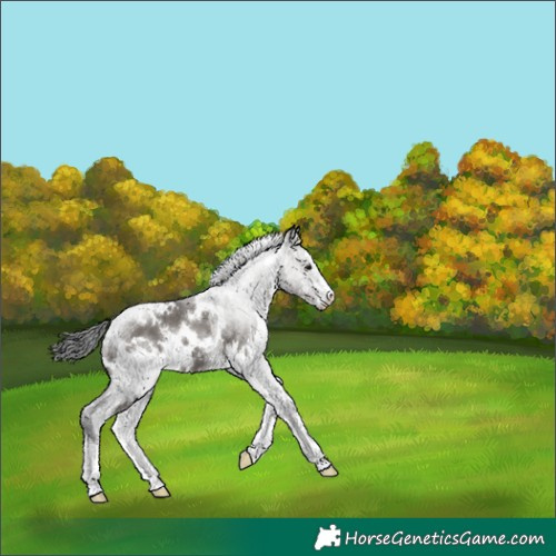 Horse Color:White Spotted Grullo Sabino 