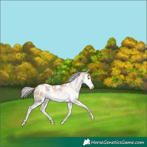 Horse Color:White Spotted Silver Grullo Pearl Sabino Splash 