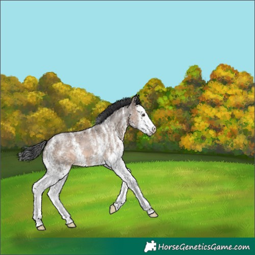 Horse Color:Brown Dun Sabino Splash 