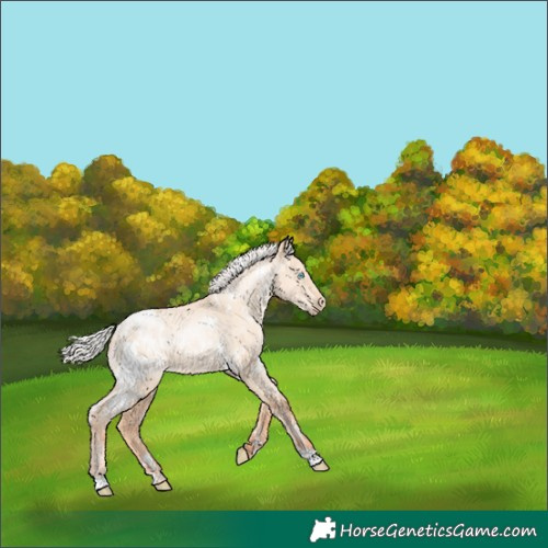 Horse Color:White Spotted Silver Classic Champagne Pearl Dun 
