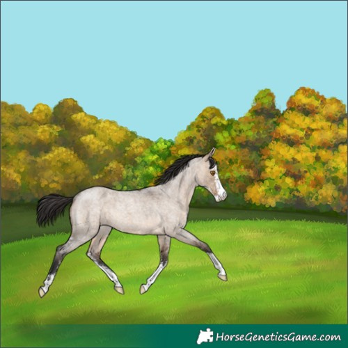 Horse Color:Brown Roan Dun Sabino 
