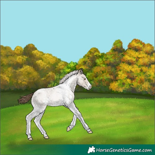 Horse Color:Grullo Roan Pearl Sabino Rabicano 