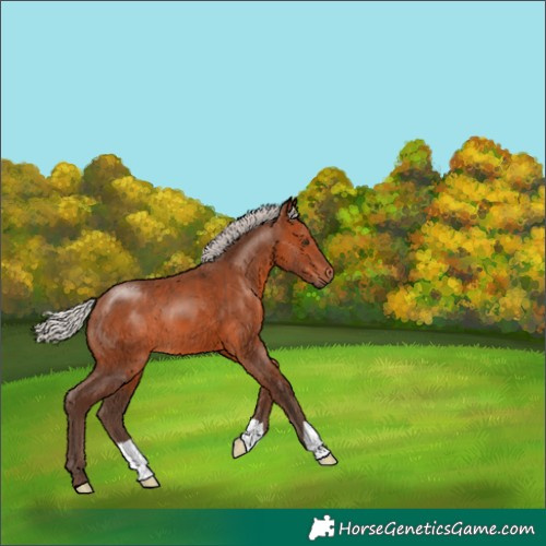 Horse Color:Silver Brown 