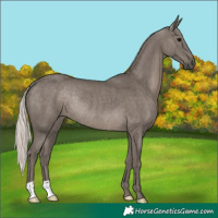 Horse Color:Silver Black Rabicano 