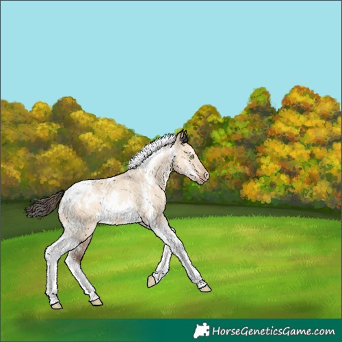 Horse Color:White Spotted Amber Champagne Dun Tobiano Rabicano 
