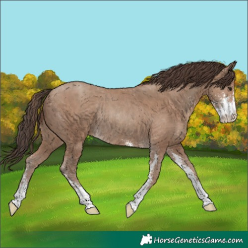 Horse Color:Classic Champagne Sabino Rabicano 