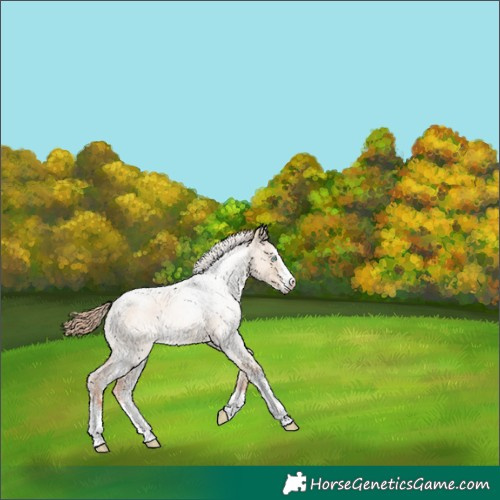 Horse Color:Gold Champagne Roan Dun Sabino 