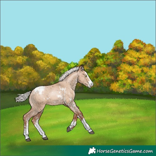 Horse Color:White Spotted Silver Grullo Pearl Sabino Appaloosa 