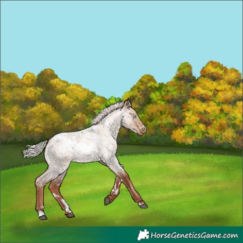 Horse Color:White Spotted Silver Grullo Roan Pearl Rabicano 