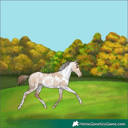 Horse Color:White Spotted Grullo Pearl Rabicano 