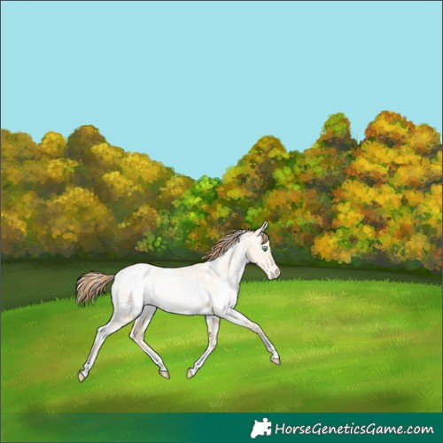 Horse Color:White Spotted Amber Cream Champagne Pearl Dun Blanket Rabicano 