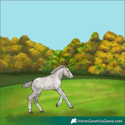 Horse Color:White Spotted Silver Grullo Roan Rabicano 
