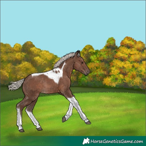 Horse Color:Silver Black Tobiano Rabicano 