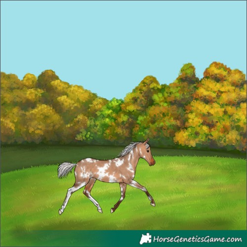 Horse Color:White Spotted Silver Brown Dun 