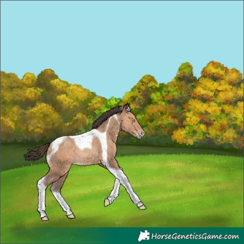 Horse Color:Amber Champagne Tobiano Rabicano 