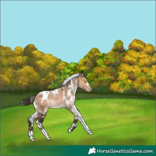 Horse Color:White Spotted Bay Dun