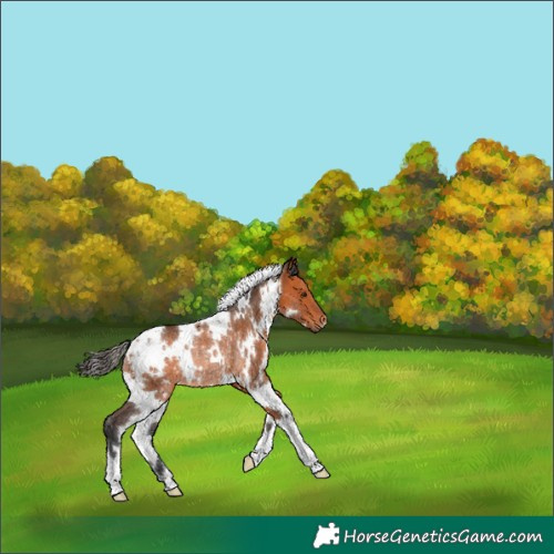 Horse Color:White Spotted Bay Rabicano 