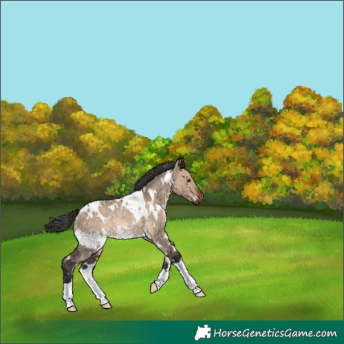 Horse Color:White Spotted Brown Dun Rabicano 