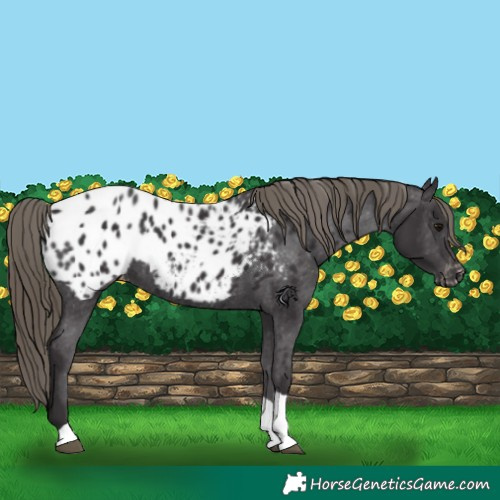 Horse Color:Smoky Black Tobiano Appaloosa 