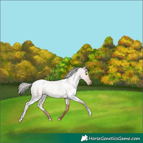 Horse Color:White Spotted Silver Grullo Pearl Appaloosa Rabicano 