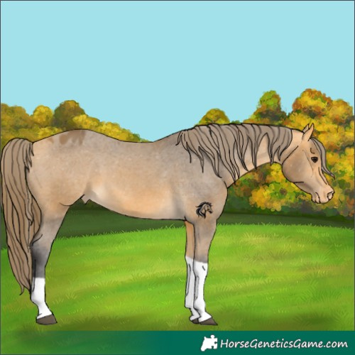 Horse Color:Buckskin Tobiano Appaloosa 