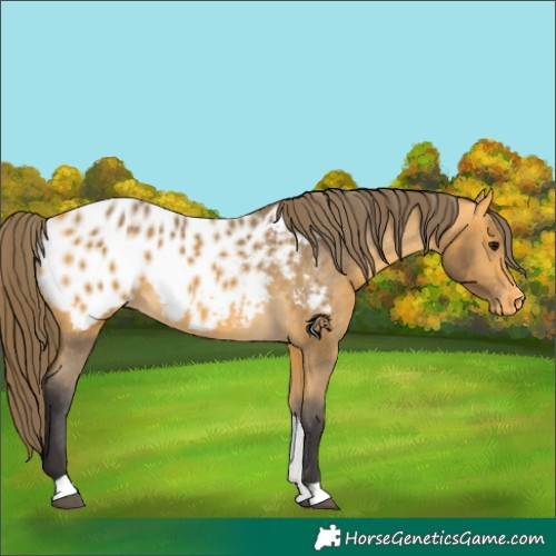 Horse Color:Buckskin Tobiano Appaloosa 