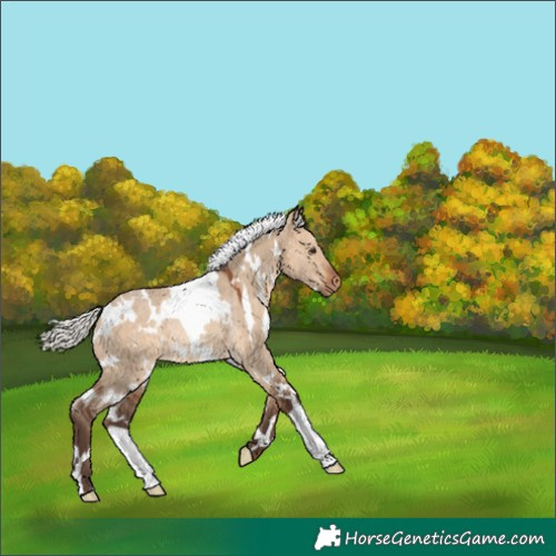 Horse Color:White Spotted Silver Brown Dun Appaloosa Rabicano 
