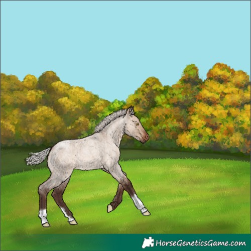 Horse Color:Silver Brown Roan Dun 