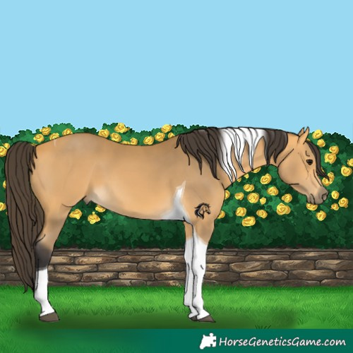 Horse Color:Buckskin Tobiano