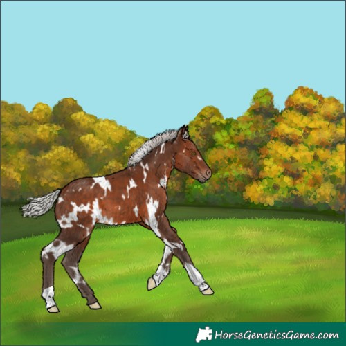 Horse Color:White Spotted Silver Brown 