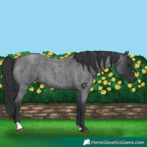 Horse Color:Blue Roan