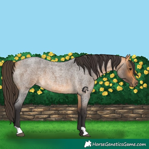 Horse Color:Buckskin Roan