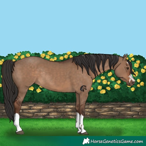 Horse Color:Liver Red Dun Rabicano 