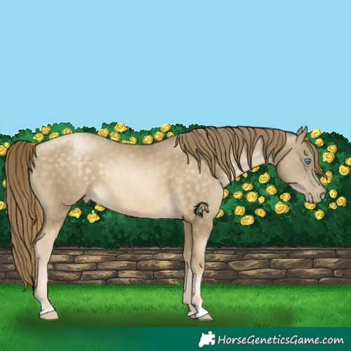 Horse Color:Buckskin Pearl