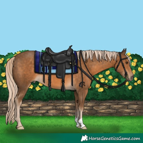 Horse Color:Chocolate Palomino